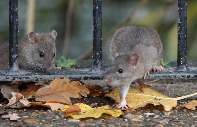 Rat Fumigation Service in Myrtle Beach, SC