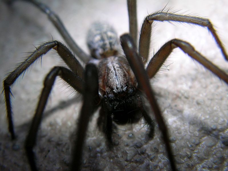 Common Spiders Extermination in New Braunfels, TX
