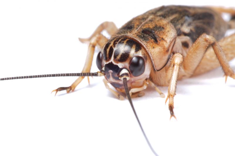 Cricket Prevention in Denton, TX