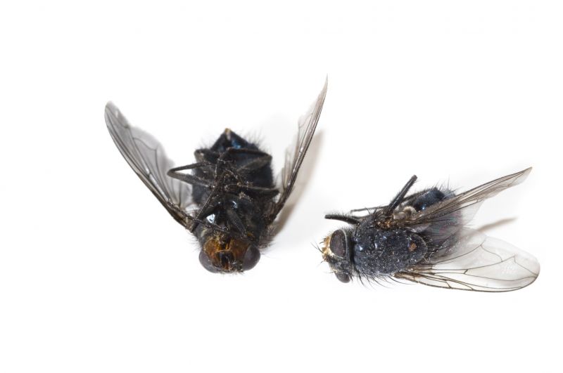 Fly Extermination in Fort Worth, TX