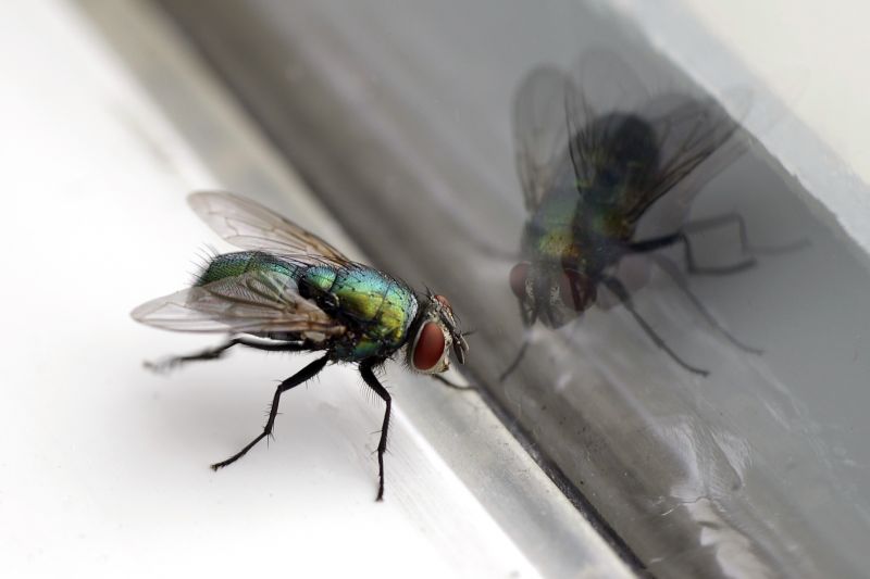 Fly Infestation Extermination in Katy, TX