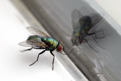 Fly Infestation Extermination in Denton, TX
