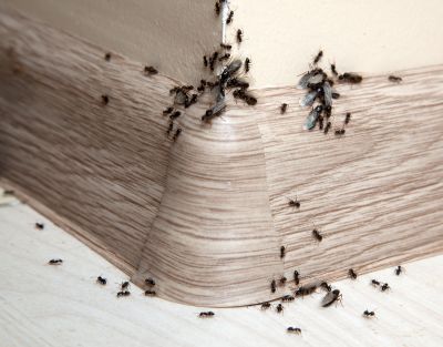 Ant Control Service detail