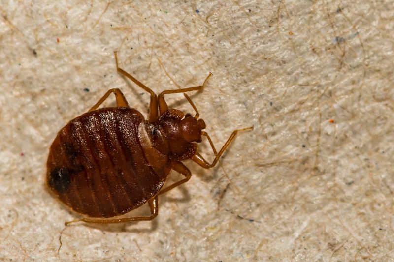 Bed Bug Extermination detail