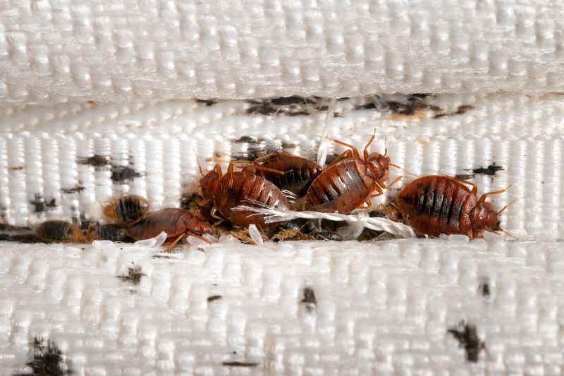 Bed Bug Fumigation detail