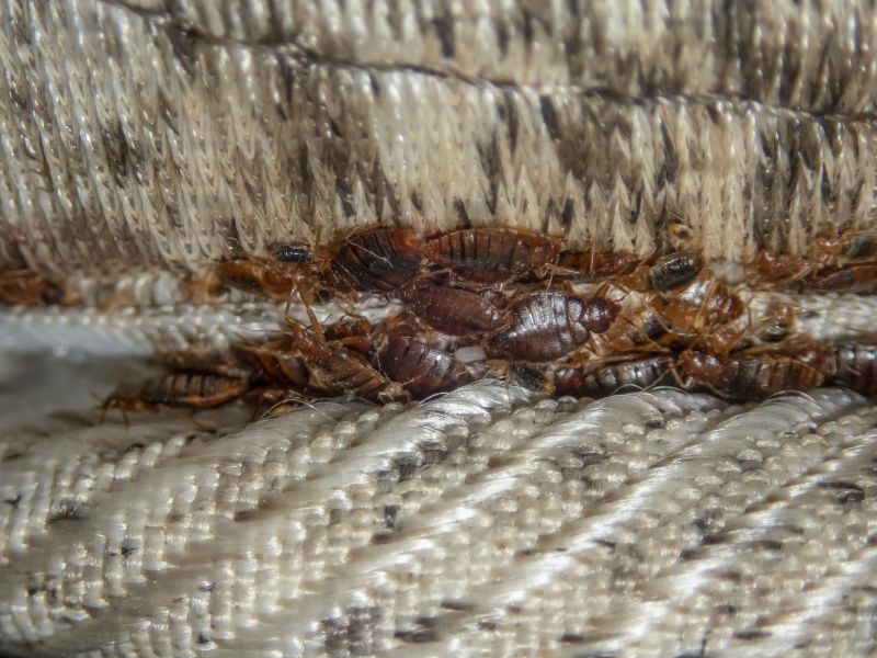 Bed Bug Fumigation detail