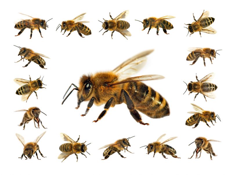 Bee Pest Control Service detail