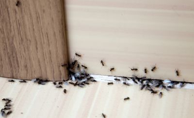 Carpenter Ant Extermination detail