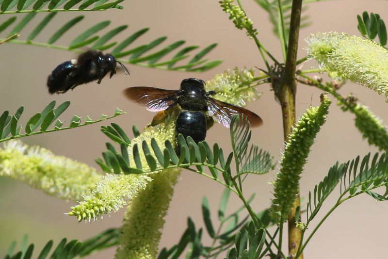 Carpenter Bee Removal Service detail