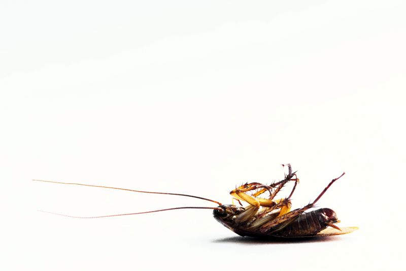 Cockroach Fumigation Service detail