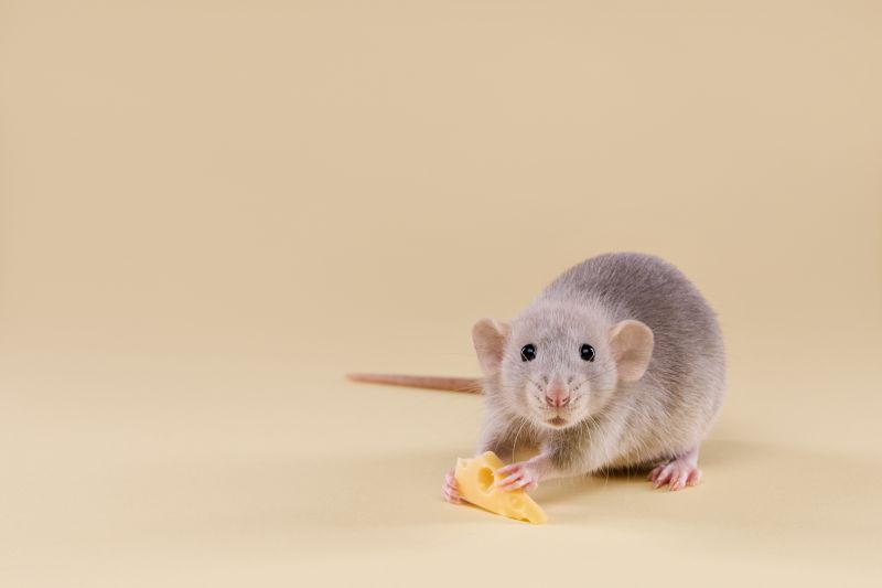 Mice Extermination Service detail