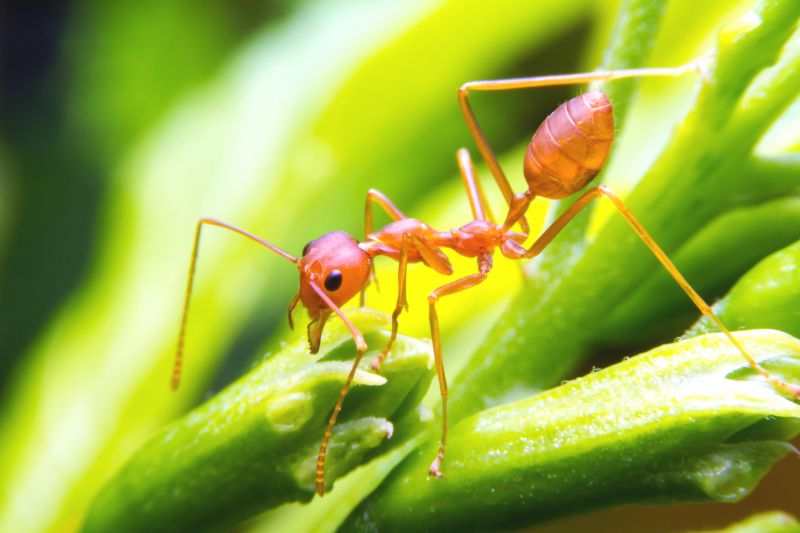 Red Ant Extermination detail