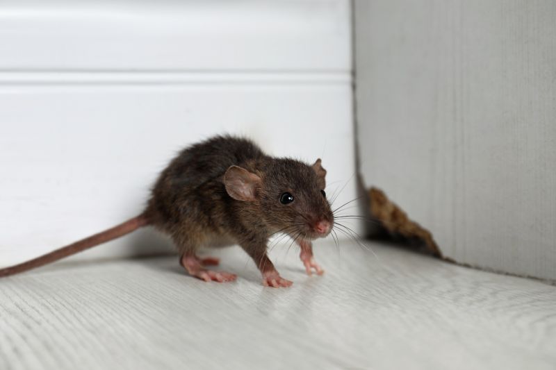 Rodent Extermination Service detail