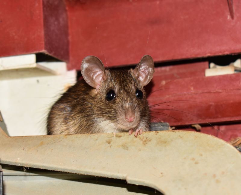 Rodent Extermination Service detail