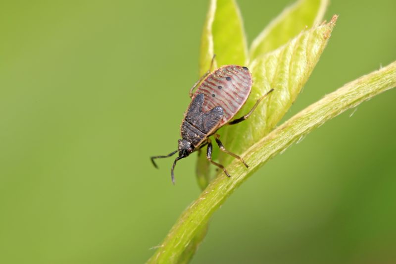 Stinkbug Extermination Service detail
