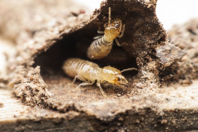 Termites Extermination detail