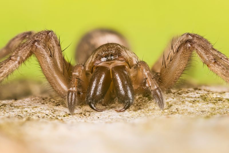 Mouse Spider Extermination in Mckinney, TX