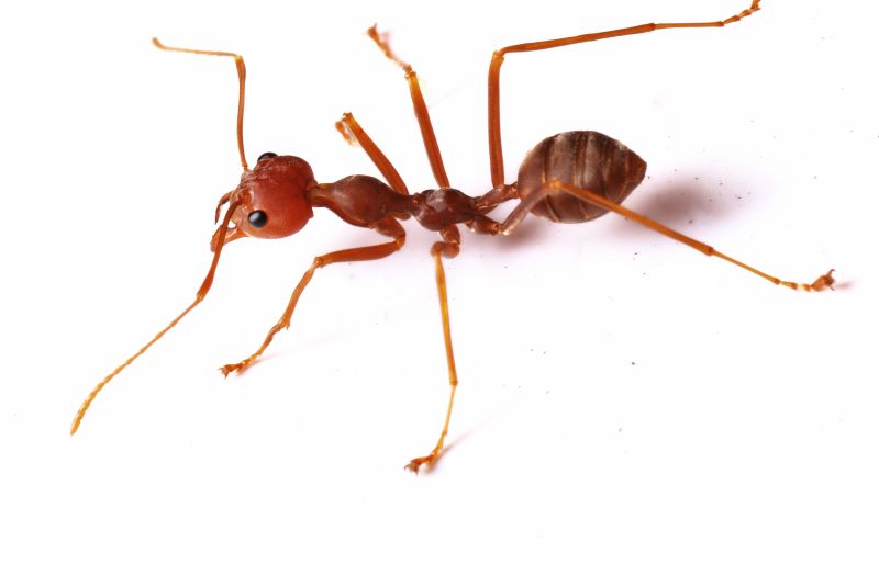 Red Ant Extermination in Fort Worth, TX