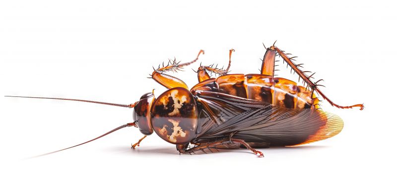 Roach Fumigation in Santa Fe, NM